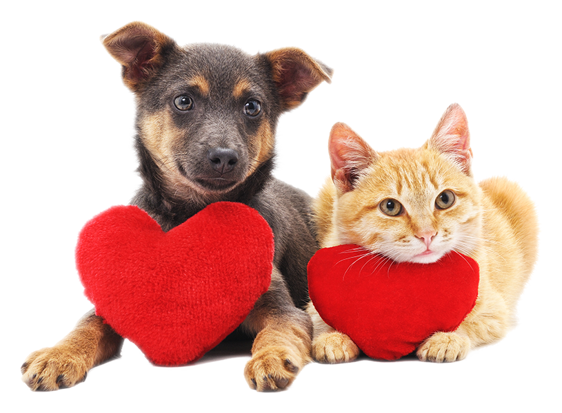 United Pet Care_Dog and Cat.png