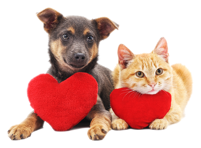 United Pet Care_Dog and Cat.png